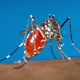 Los mosquitos Aedes albopictus han empezando a poner huevos resistentes al invierno.